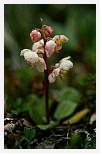 Pyrola minor * Lesser Wintergreen - Baffin Island - July 1978 * 2606 x 4070 * (3.32MB)